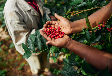 Coffee farm in Tanzania