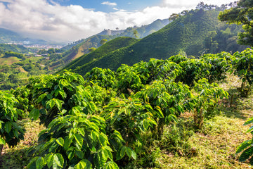 What's So Great About South American Coffee?